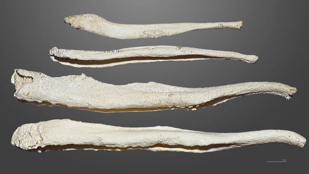 Photo: Dog penis bones via Wikimedia Commons